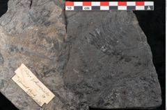 Foto (Detailansicht) von Palissya podocarpoides Ettingshausen (NHMW-GEO-2024-0188-10308)